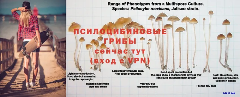 Галлюциногенные грибы GOLDEN TEACHER  хочу наркоту  Воткинск 